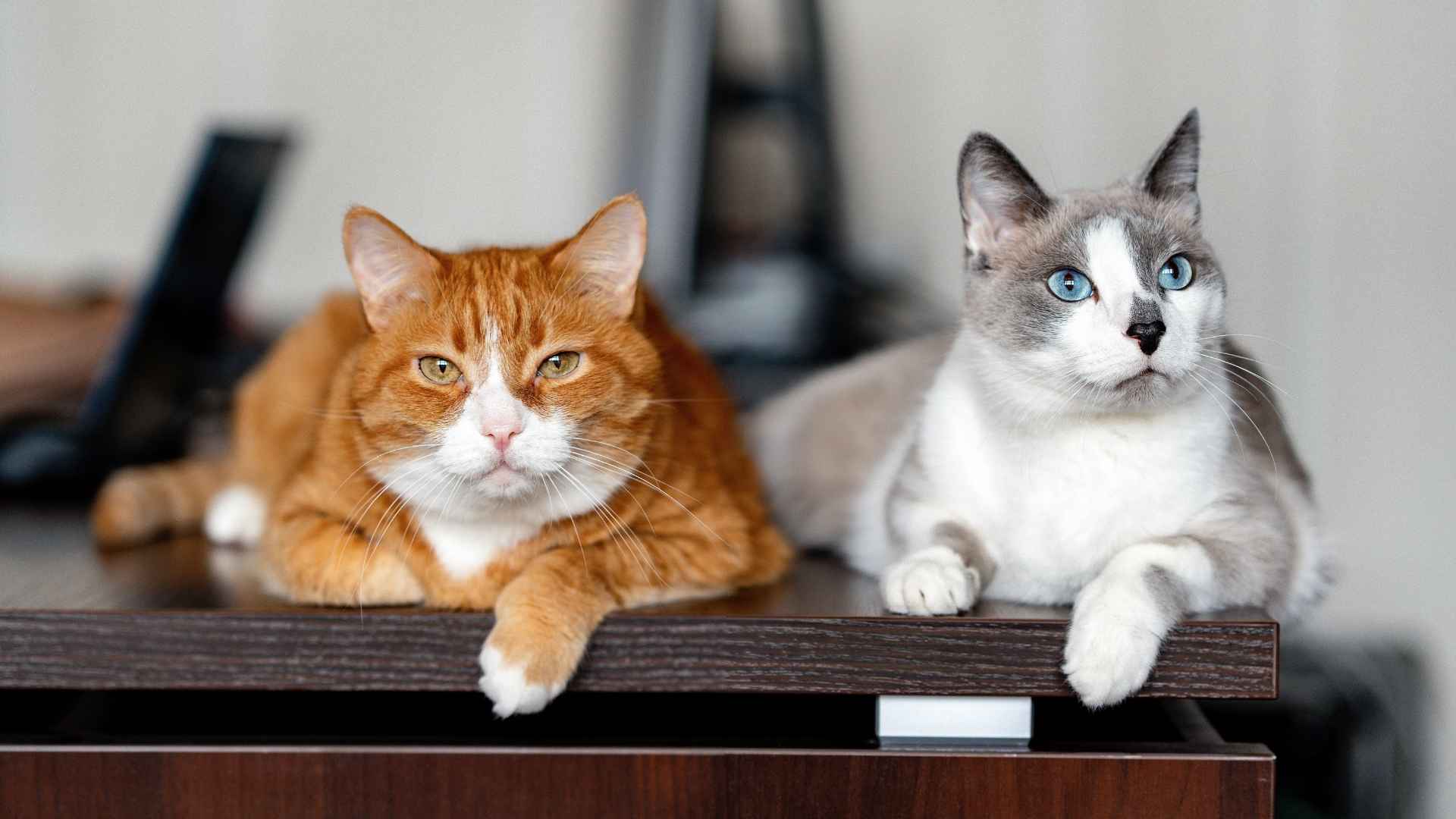 Numero de areneros por gato